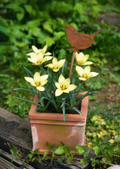 Beautiful wild, mini, yellow tulip flowers in a weathered terracotta flower pot with a rust bird decor. Spring vintage floral arrangement or garden decoration. Selective focus.