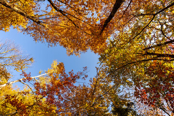 Autumn forest background. Vibrant color tree, red orange foliage in fall park against blue sky. Nature change. Yellow leaves in october season 