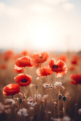 A vibrant field filled with red poppy flowers and white flowers, creating a striking and colorful landscape.