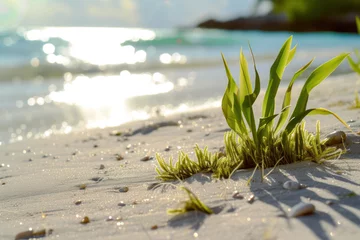 Fotobehang Different types of seagrass sea grass weed seaweed on beach sand by the water in Playa del Carmen Quintana Roo Mexico © Roman