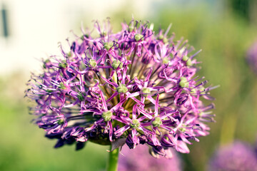 The Dutch onions growing in the garden bloomed with lilac flowers.