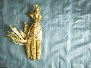 Dried corn on the cobb on silver background