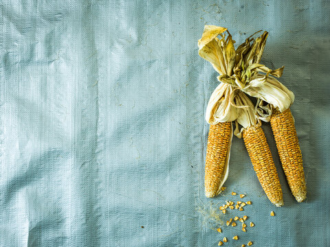 Dried corn on the cobb