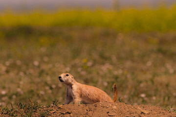 prairie dog sitting on the ground