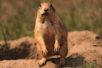 prairie dog on the ground