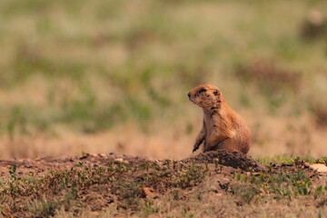 prairie dog in the wild