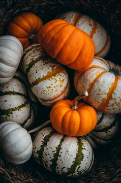 White and orange Pumpkins in a basket