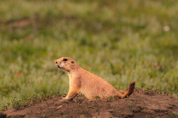 prairie dog on the ground