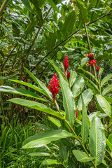 Costa Rica, Bijagual - July 22, 20.23: Pura Vida garden nature reserve, Red ginger flowers and plant in closeup, surrounded by all kinds of green rainforest leaves