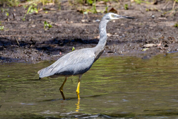Fototapeta premium Australian White-faced Heron searching for food at river side