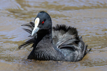 Eurasian Coot swimming on water