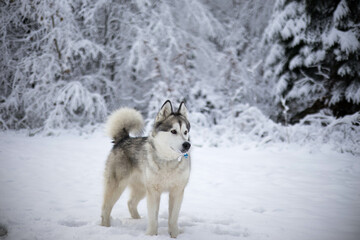 Alaskan Malamut Tala