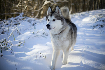 Alaskan Malamut Tala