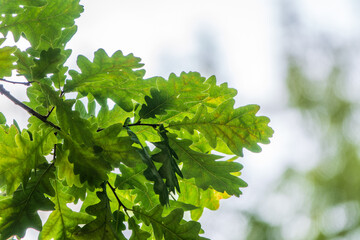 Fototapeta na wymiar Green oak leaves background. Plant and botany nature texture. green oak leaves in woods