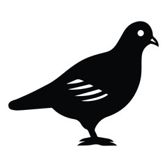 Pigeon Flat Icon Isolated On White Background