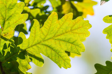 Green oak leaves background. Plant and botany nature texture. green oak leaves in woods