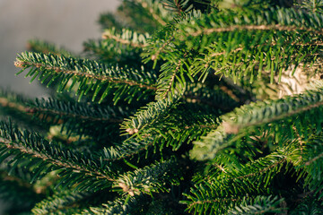 Fresh spruce branches in a sunlight on a grey background.