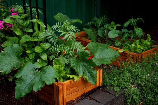 Raised bed homegrown vegetable garden in wooden planter boxes with companion plants to ward off pests and diseases.