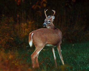 Deer in Woods