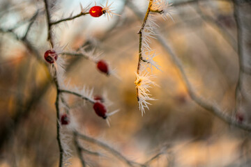 frost on a branch