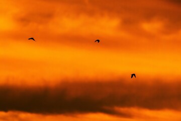 silouhette birds sunset 