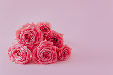 Beautiful pink Rose flowers on a pink pastel background.