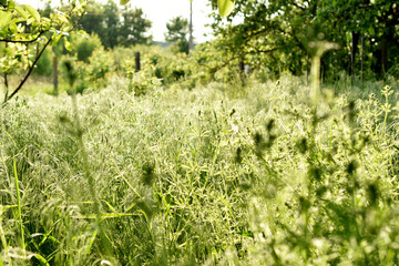 View of a field in early spring with grass blooming.
