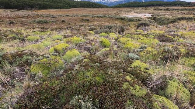 Botany. Andean flora. Closeup view of giant Bolax gummifera field growing in the mountains. 