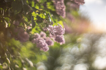 flowers in the forest