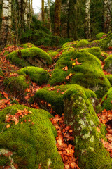bright autumn colors. a pile of large old stones on the slope of a hillock in front of a forest, lushly overgrown with green moss, with orange fallen leaves and trees above them. vertical landscape