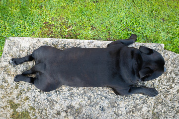 Staffordshire Bull Terrier dog lying flat, splooting, on a step outside, next to some grass. He is seen from above. - 731353653