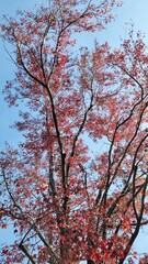 Trees with red leaves wallpaper - Trees brunches apreciation - Sky wallpaper