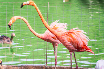 The greater flamingo, Phoenicopterus roseus, standing in water on lake shore.