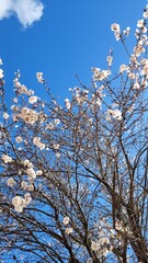 Trees with white leaves wallpaper - Trees brunches apreciation - Sky wallpaper