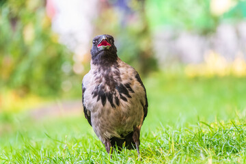 Hooded crow, corvus cornix, standing on the lawn in the spring or summer
