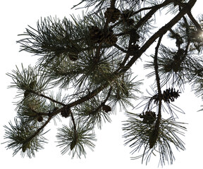 Ast einer F&ouml;hre mit Zapfen im Sommer