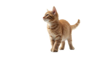 Obraz premium Cat on a transparent background