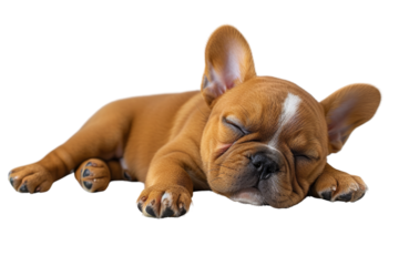 French bulldog puppy sleeping