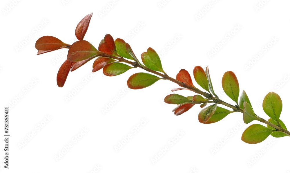 Wall mural Colorful boxwood branch in autumn isolated on white background