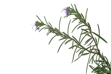 Fototapeta premium Rosemary flower and leaves isolated on white