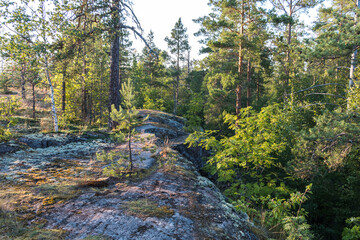 beautiful forest landscape, rocky terrain. Trees growing on the rock. Karelia. Russia 
