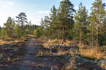 beautiful forest landscape, rocky terrain. Trees growing on the rock. Karelia. Russia 