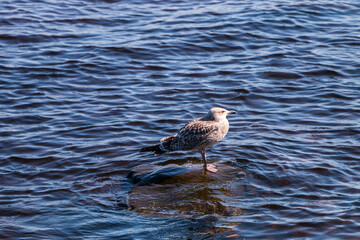 a seagull stands on a stone looking out of the lake water