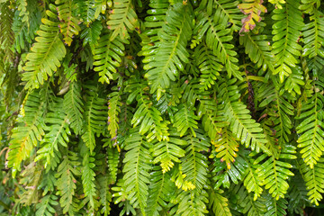 Resurrection fern growing on the trunk of a sago palm in Florida.