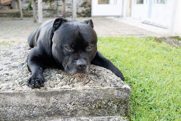 Staffordshire Bull Terrier dog lying flat on a step outside, next to some grass. He is looking at the camera. - 731356019