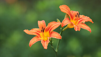 Close up orange tiger lily in full bloom. tiger orange lilies bloom in the garden on a green background. Lilium bulbiferum flower. Lilium bulbiferum, orange, tiger or fire lily, belonging to Liliaceae