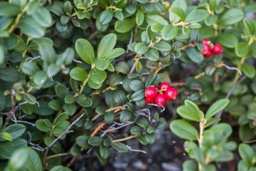lingonberry bushes growing on the rocks. green leaves and red berries of northern lingonberry. natural plant background