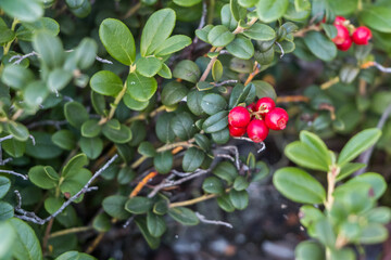 lingonberry bushes growing on the rocks. green leaves and red berries of northern lingonberry. natural plant background