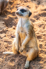 Meerkat, Suricata suricatta, on hind legs. Portrait of meerkat standing on hind legs with alert expression. Portrait of a funny meerkat sitting on its hind legs.