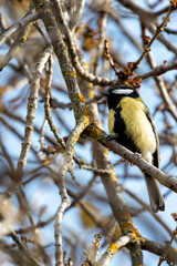 Great Tit (Parus major) in Portmarnock, Dublin, Ireland